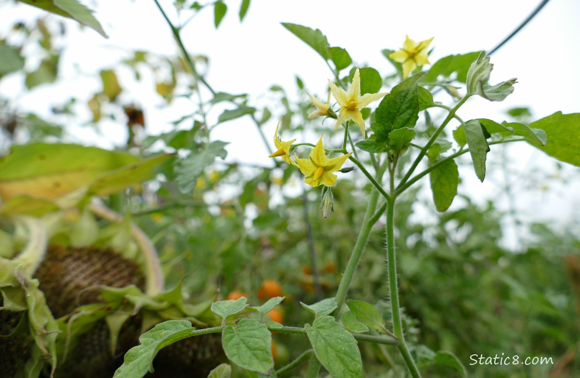 Cherry tomato blooms