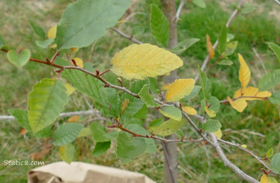 Unknown tree