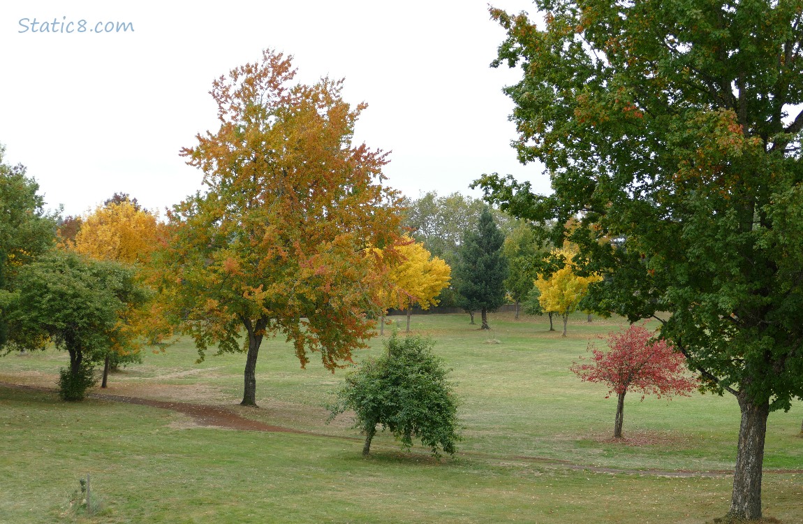 Trees in a disc golf park