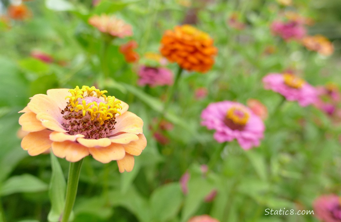 Peach coloured Zinnia bloom with orange and pink Zinnias in the background