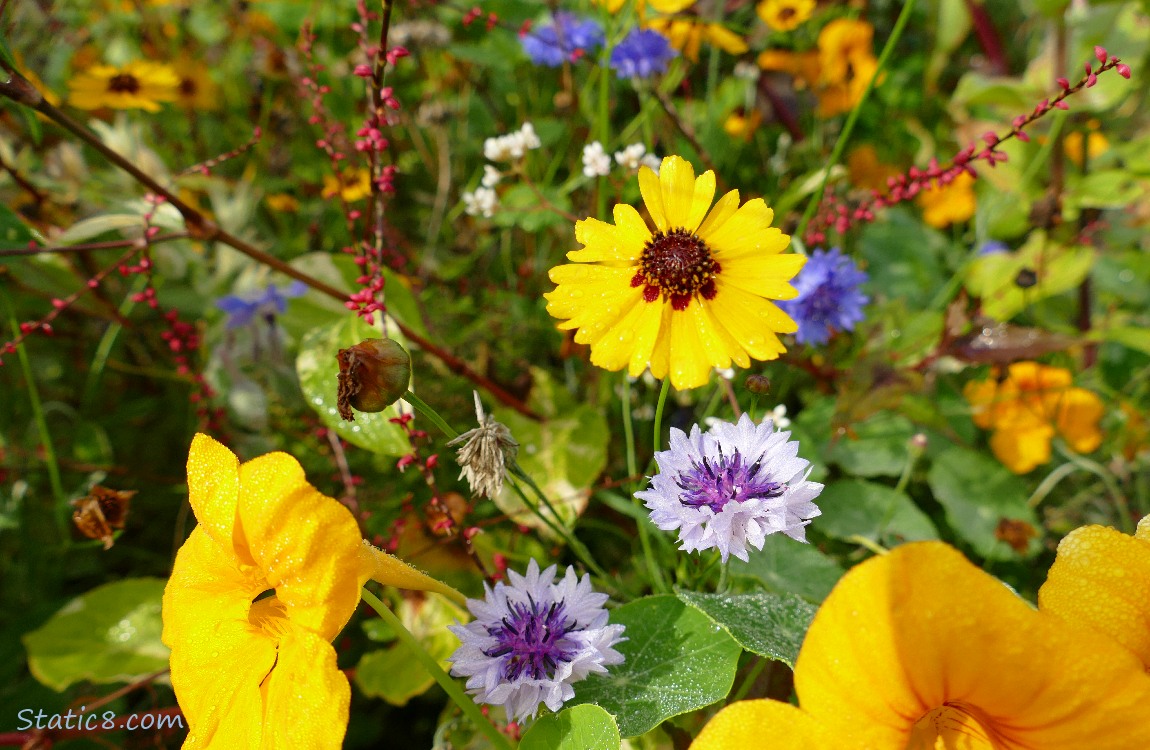 Nasturtiums, Bachelor Buttons and Blanket Flowers