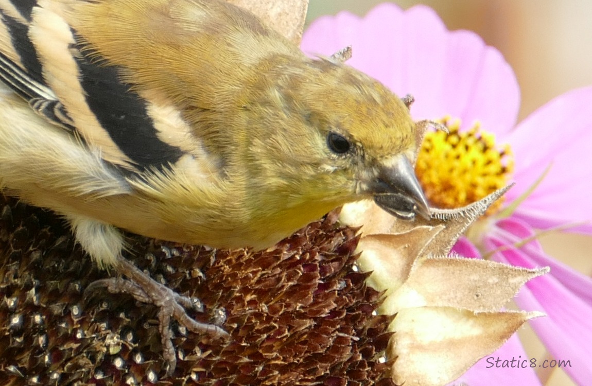 Goldfinch eating a sunflower seed