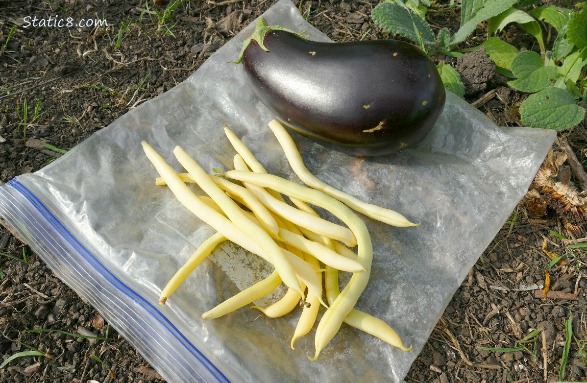 Harvested veggies laying on the ground