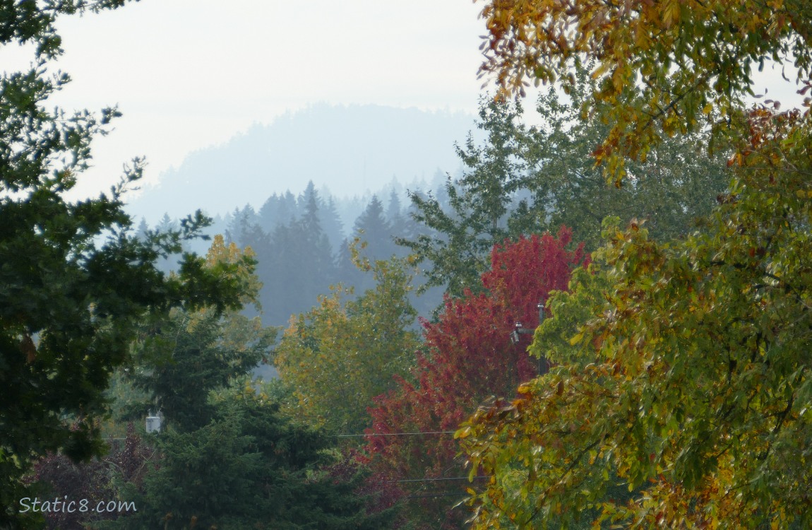 Trees on the hill