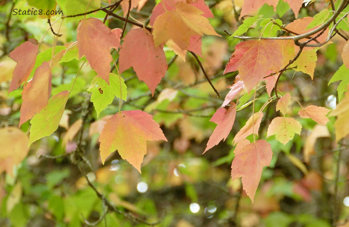 Red Maple leaves