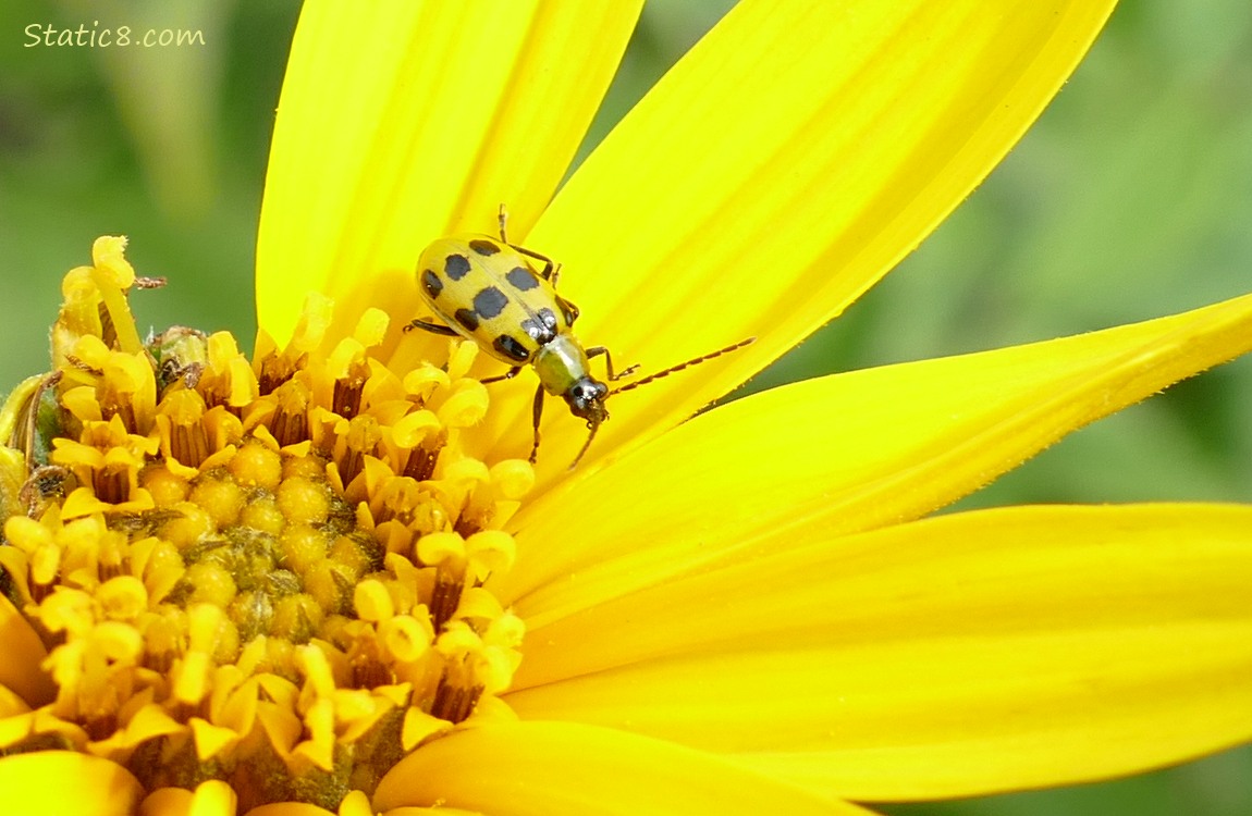 Spotted Cucumber Beetle on a Sunchoke bloom