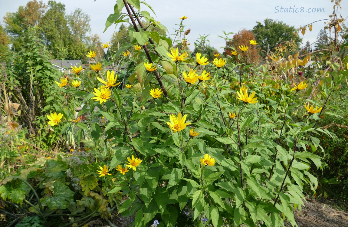 Sunchoke plant with blooms