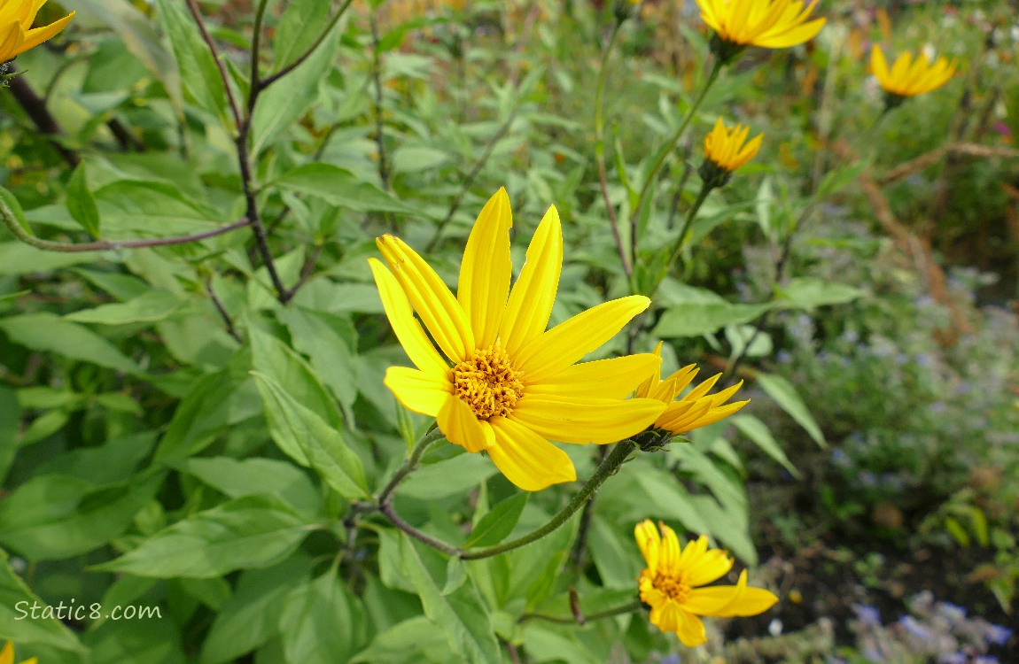 Sunchoke blooms