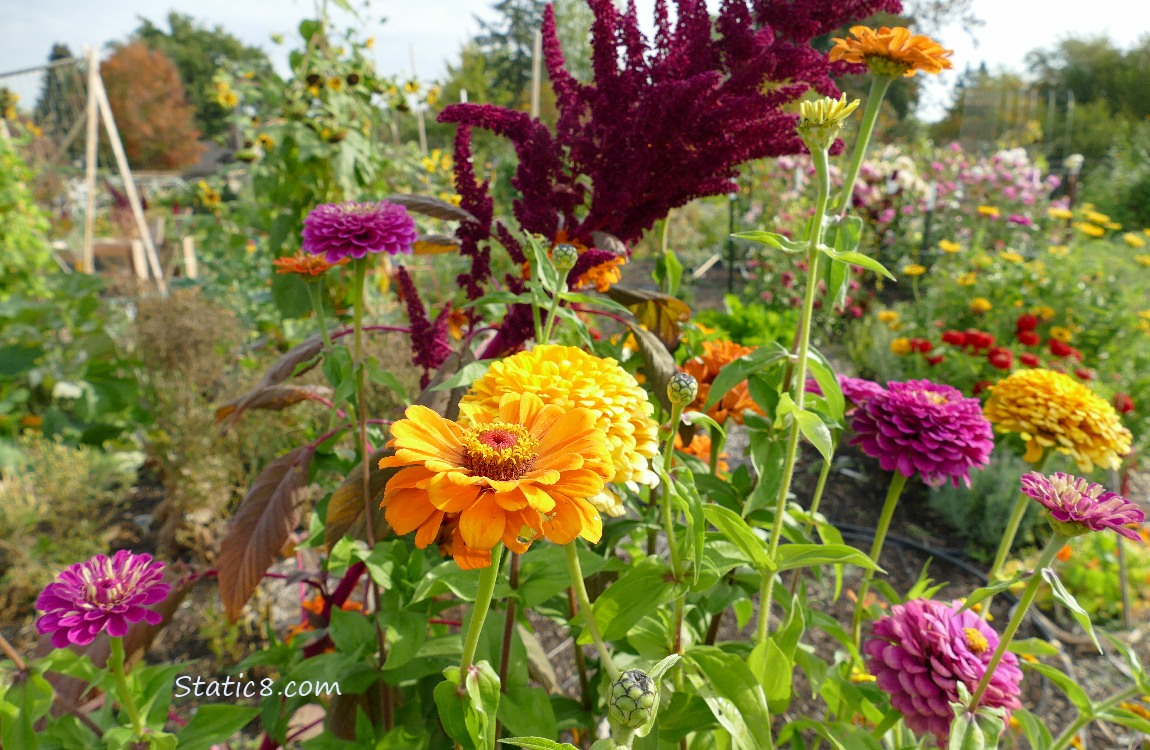 Zinnias and Amaranth