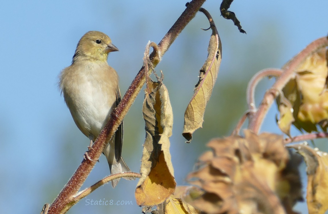 Goldfinch standing on a sunflower stalk