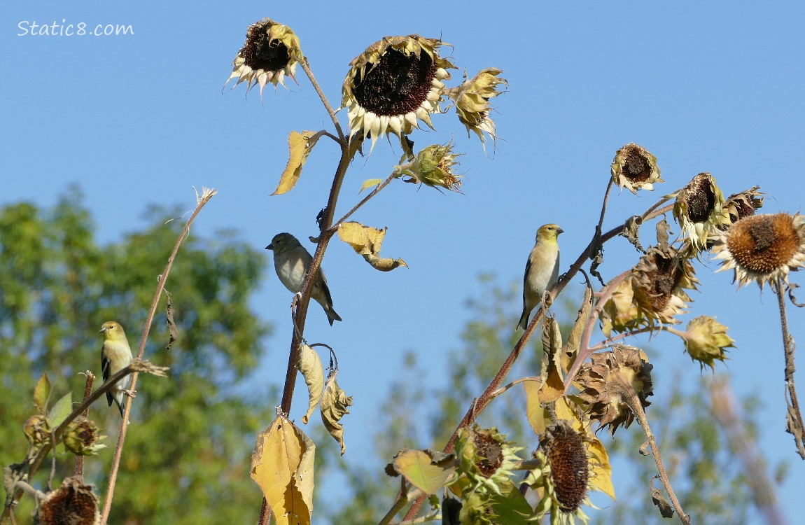 Goldfinches standing on sunflower stalks