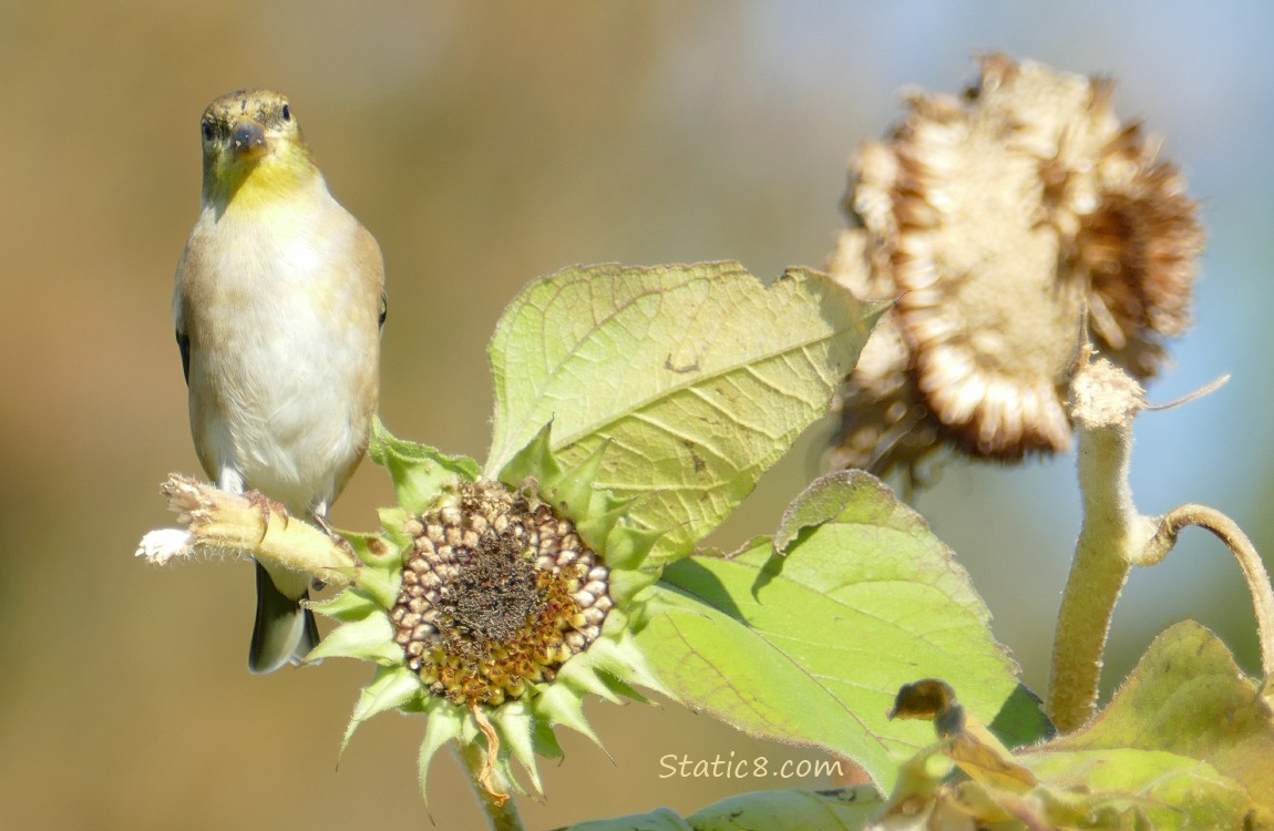 Goldfinch standing on a sunflower stalk