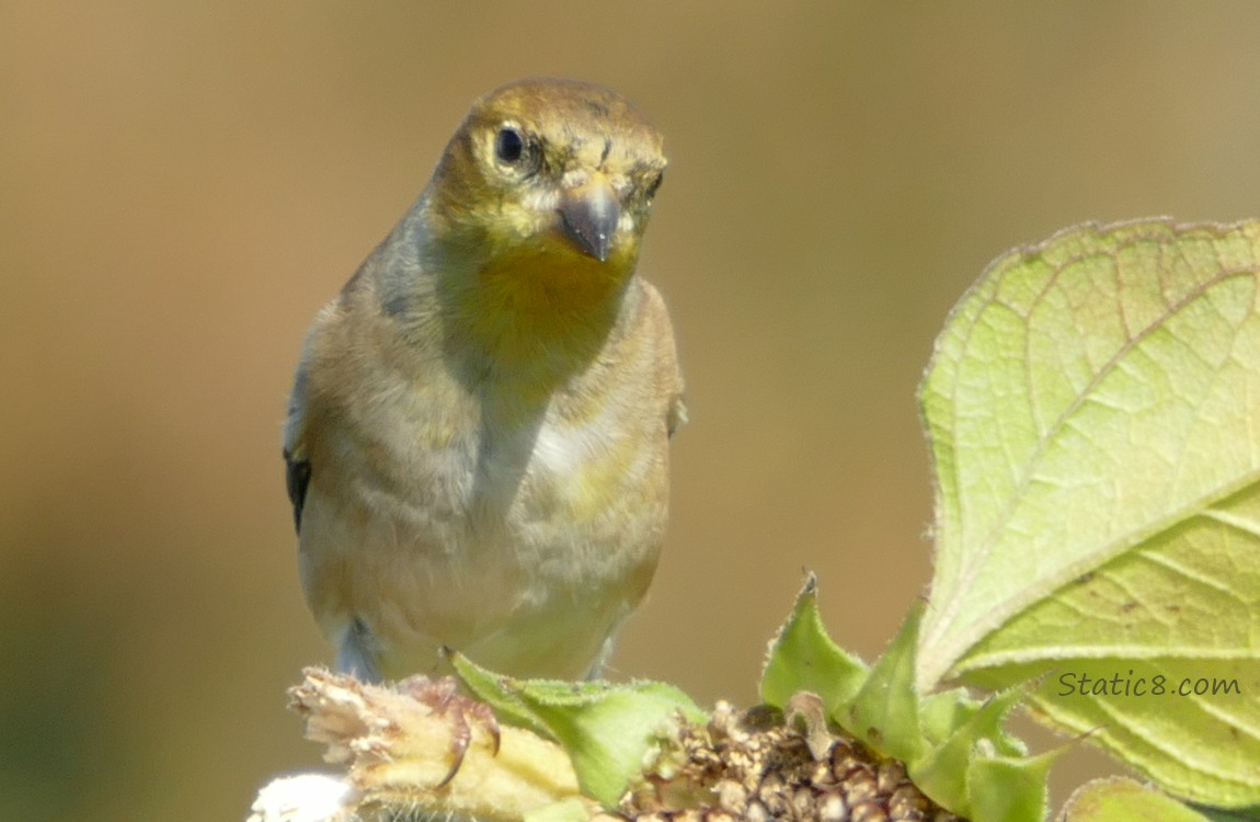 Goldfinch