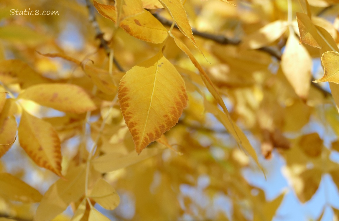 Yellow leaves