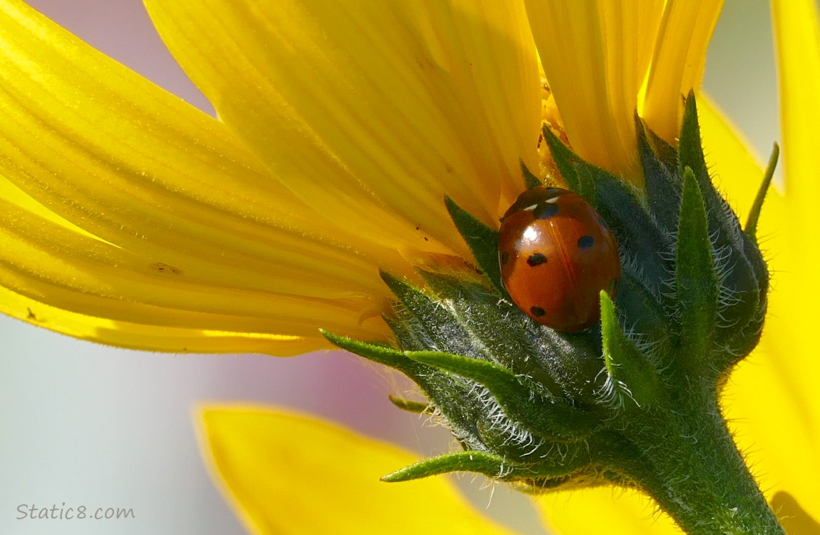 Ladybug sitting on the back of a Sunchoke bloom