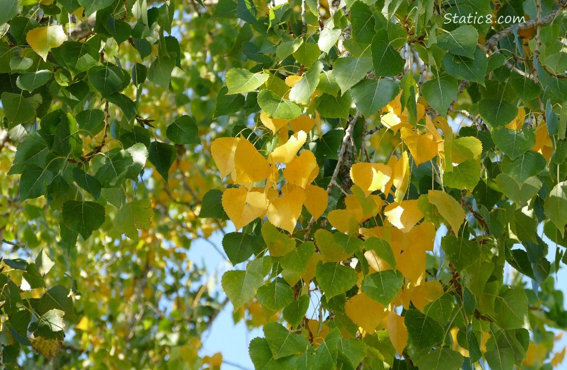 Leaves on the tree, turning yellow