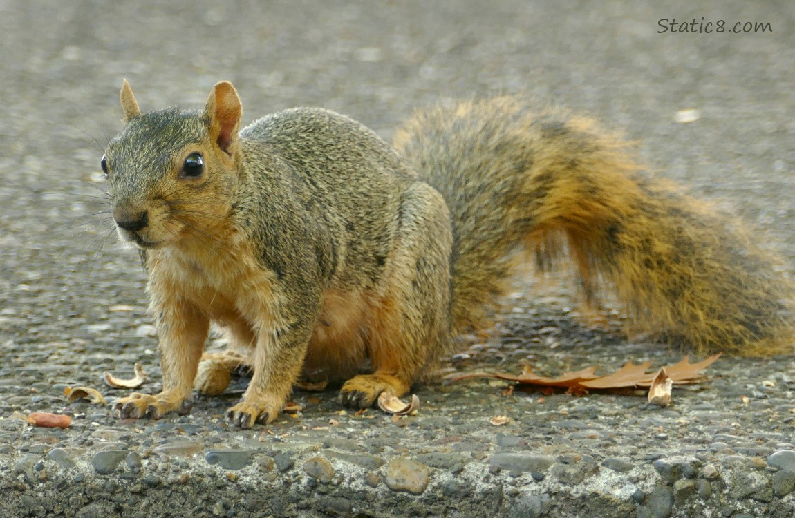 Squirrel sitting on the sidewalk