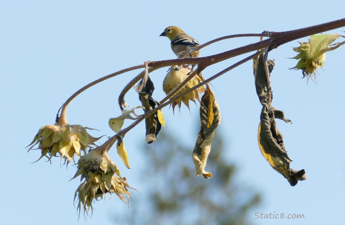 Goldfinch standing on a drooping sunflower stalk