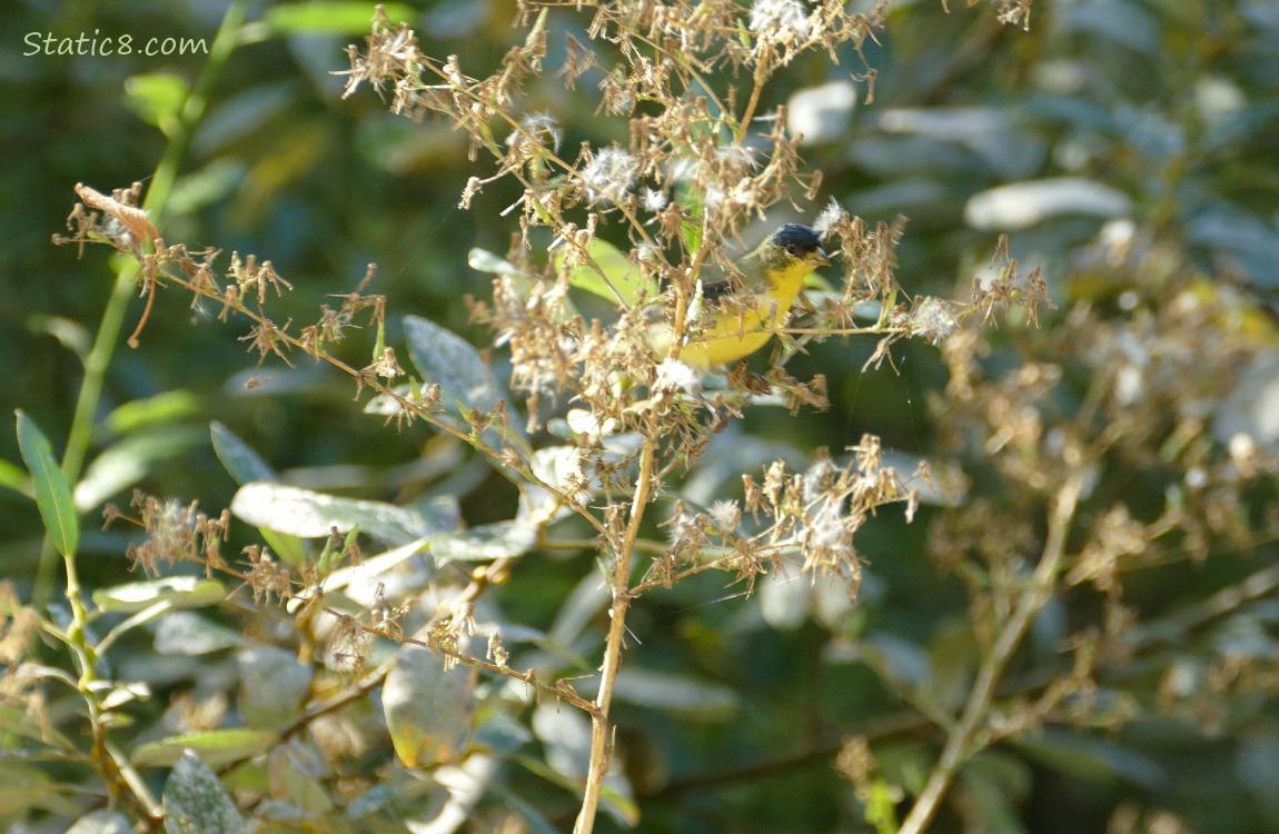 Lesser Goldfinch standing in a dandelion like plant