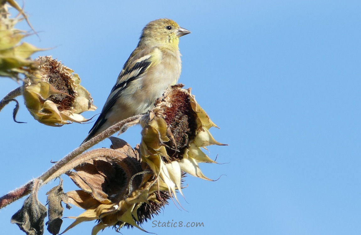 American Goldfinch standing on a spent sunflower head