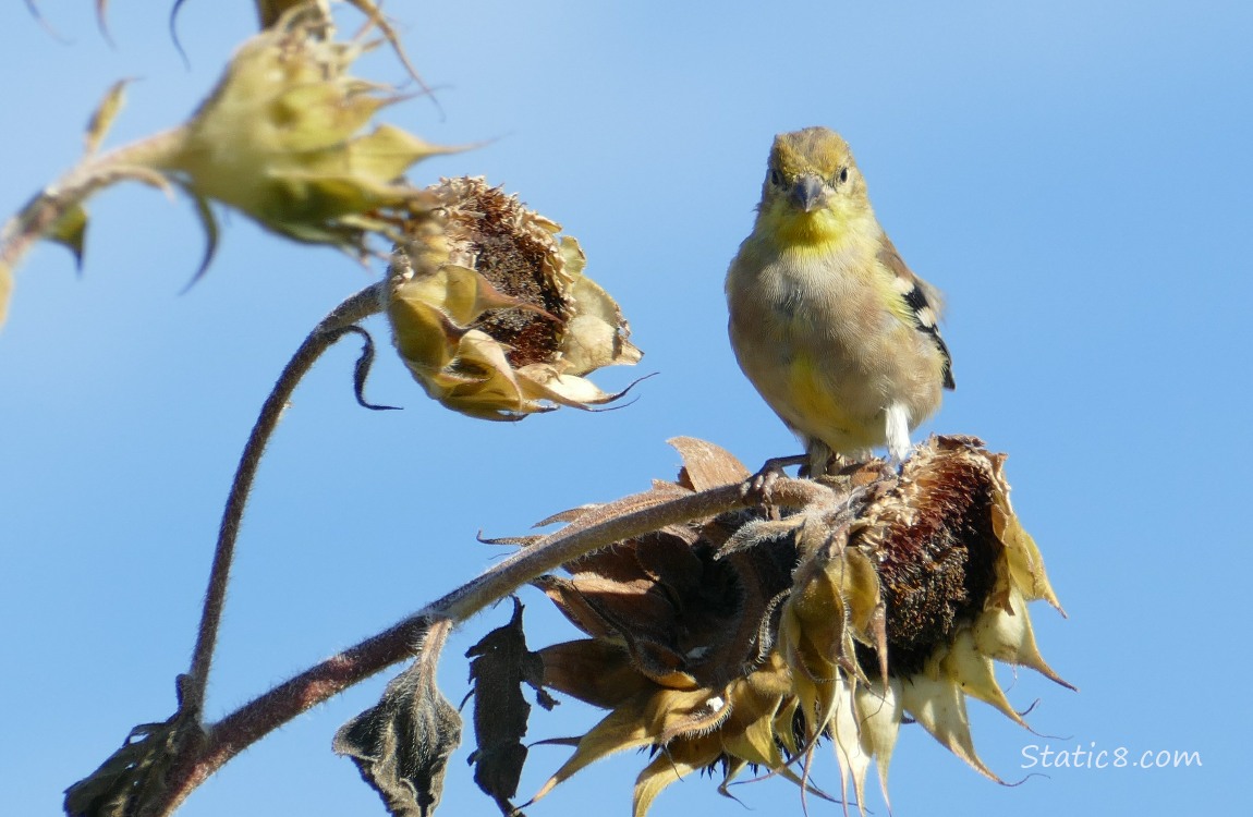 Amercian Goldfinch standing on a spent sunflower head