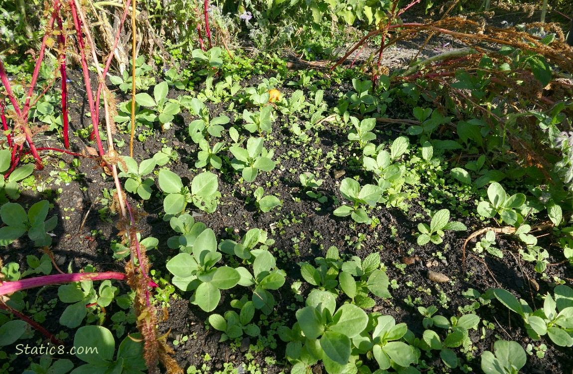 Fava seedlings coming up