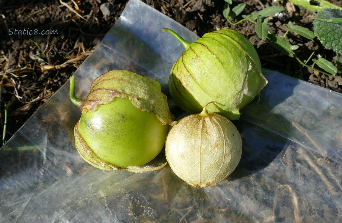 Three harvested Tomatillos laying on the ground