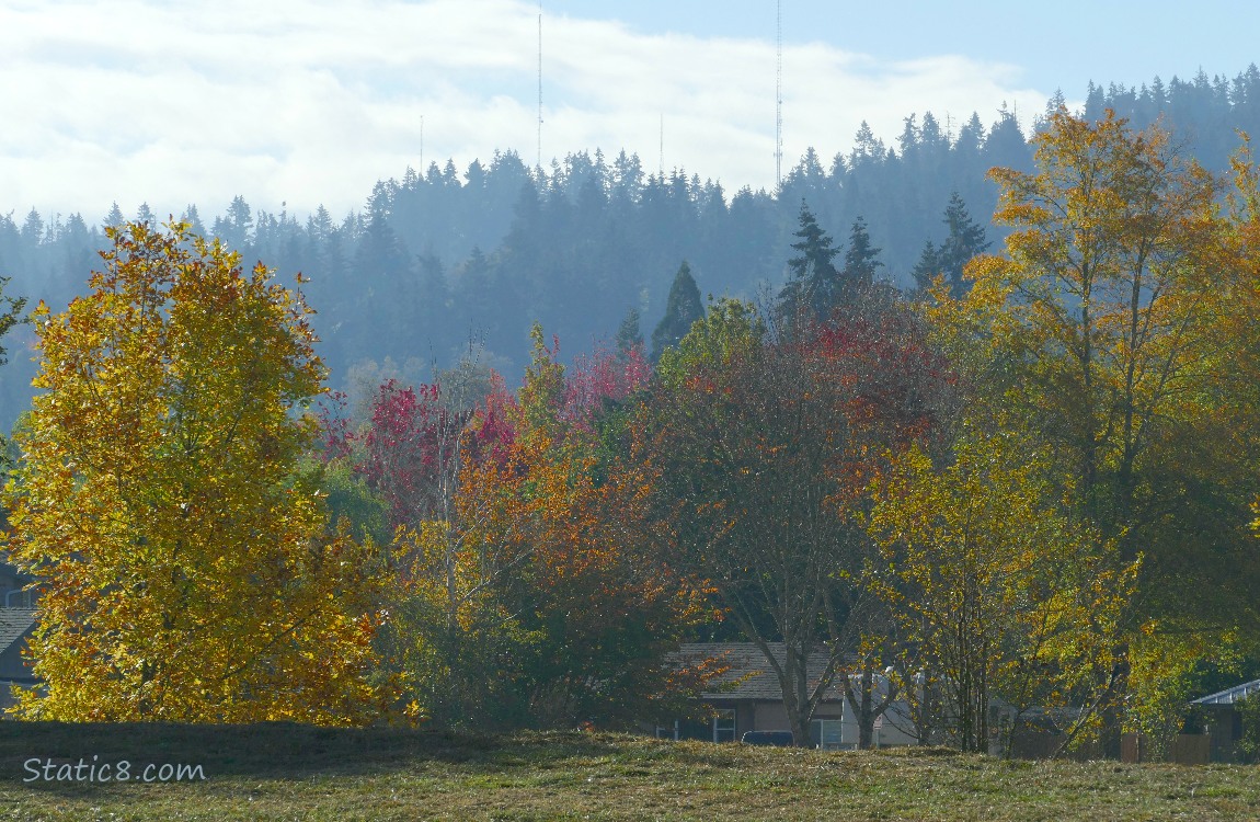 Trees on the hill in the distance