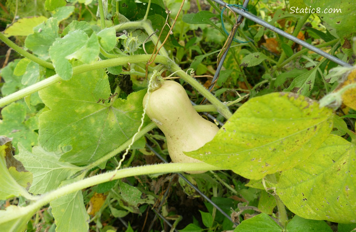 Butternut squash ripening on the vine