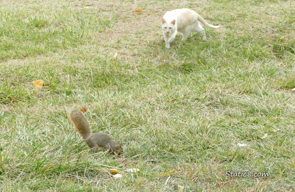 Cream coloured cat stalking up behind a squirrel