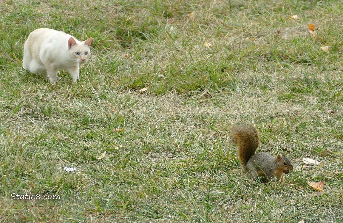 Cream coloured cat stalking up behind a squirrel