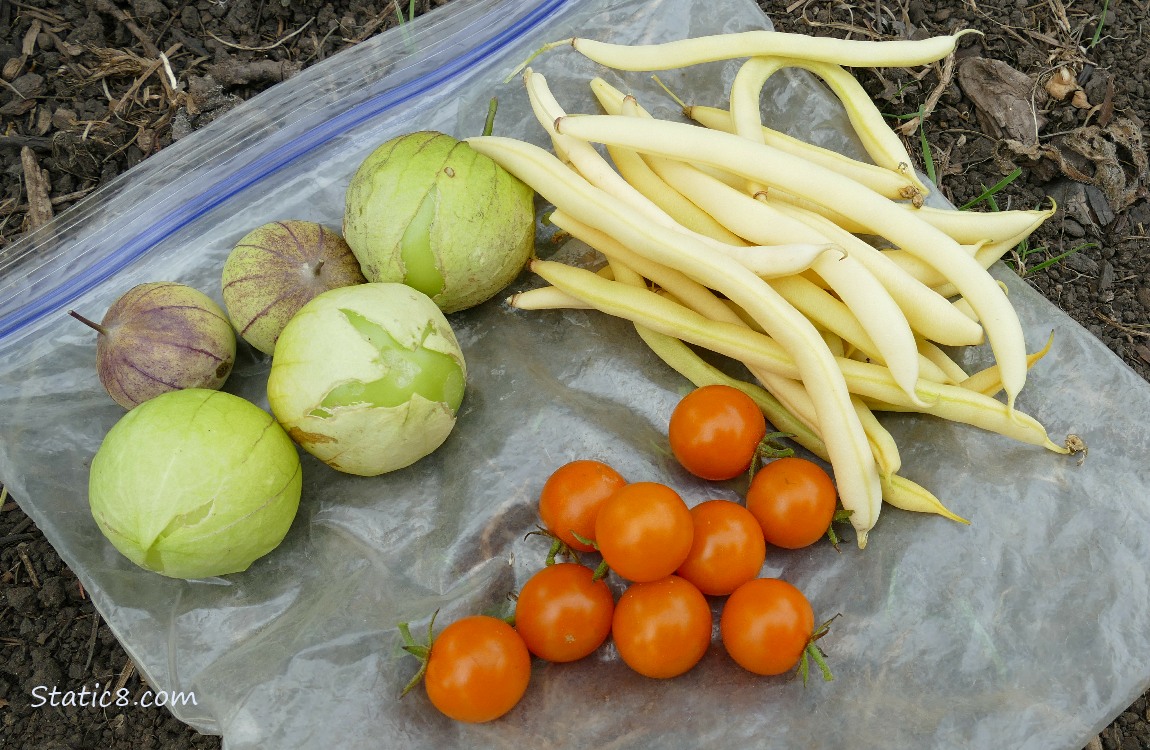 Harvested veggies laying on the ground