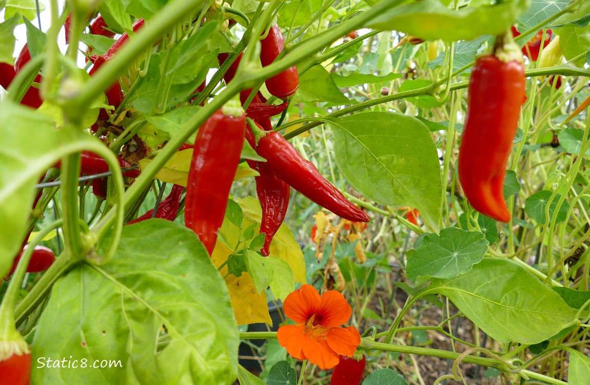 Red hot peppers ripeing on the vine