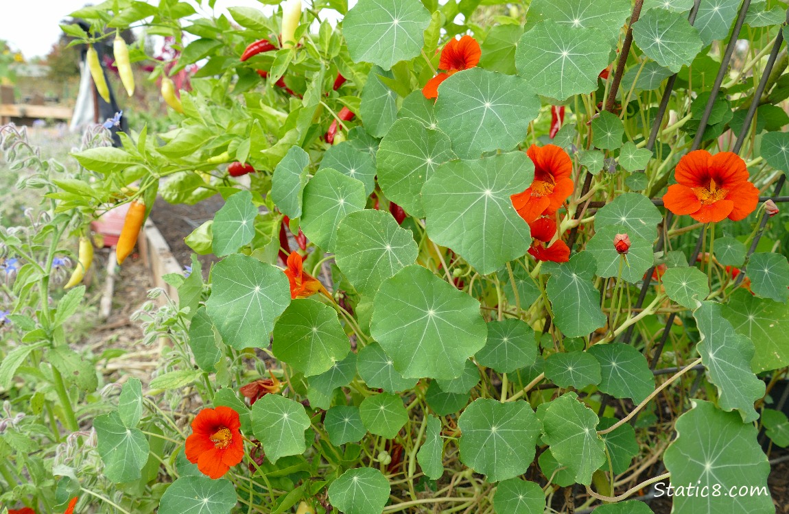 Red Nasturtium blooms and leaves