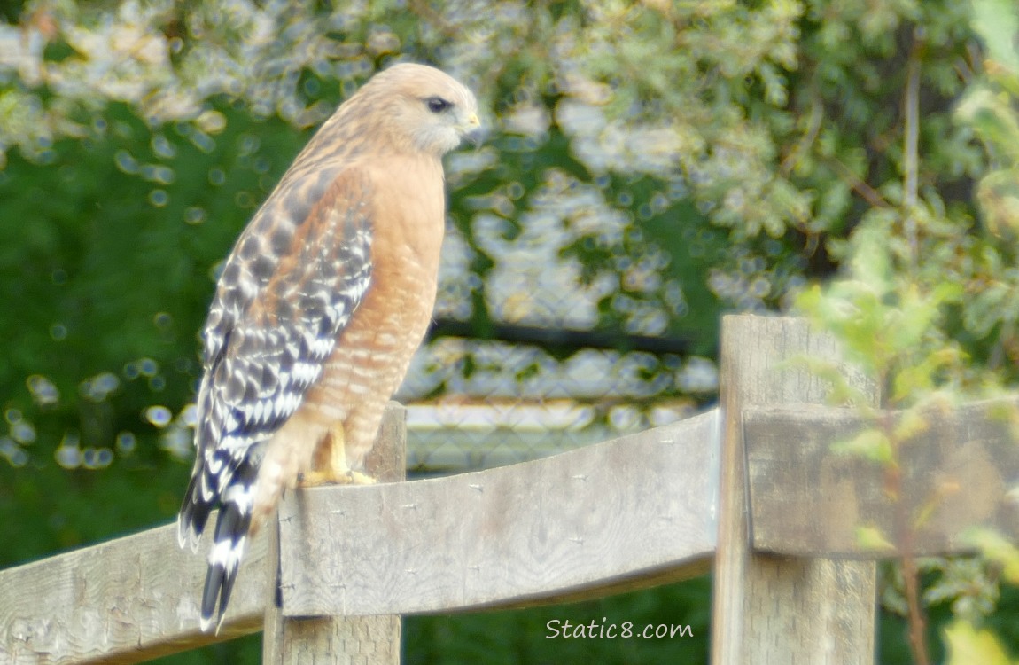 Red Shoulder Hawk standing on a wood fence