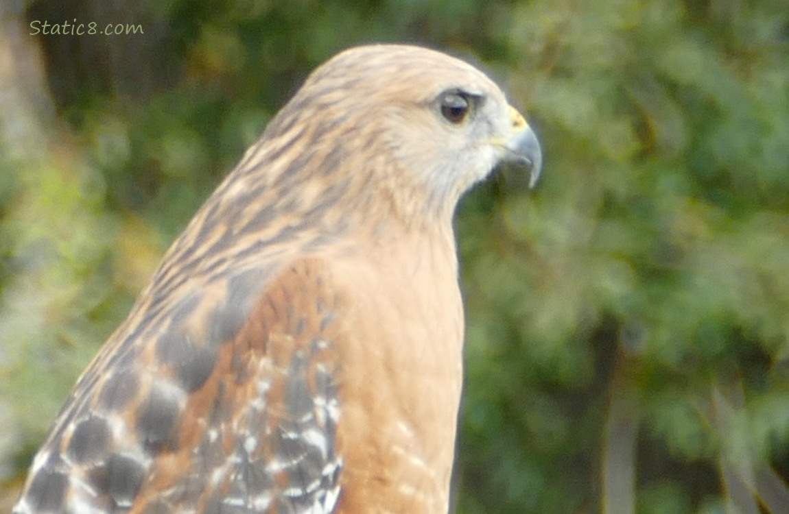 Close up of a Red Shoulder Hawk