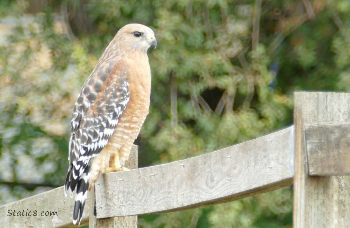 Red Shoulder Hawk standing on a wood fence