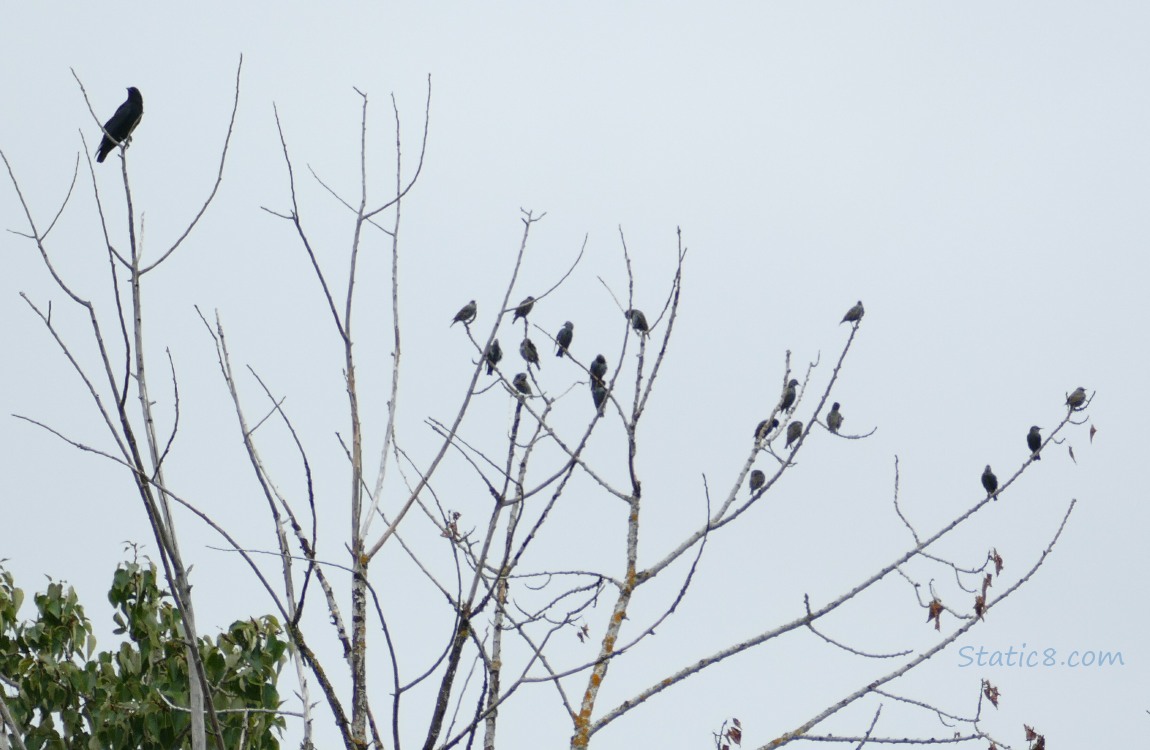 Crow and starlings standing on bare branches