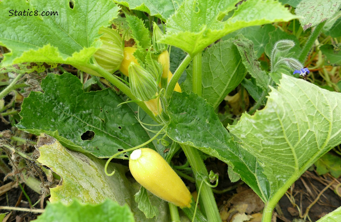 Straight neck squashes growing on the vine