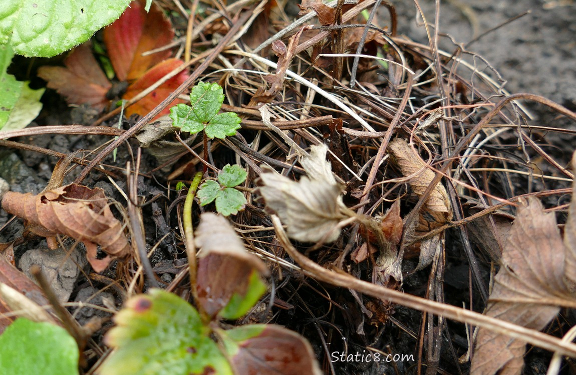 Strawberry leaves surrounded by dead plants