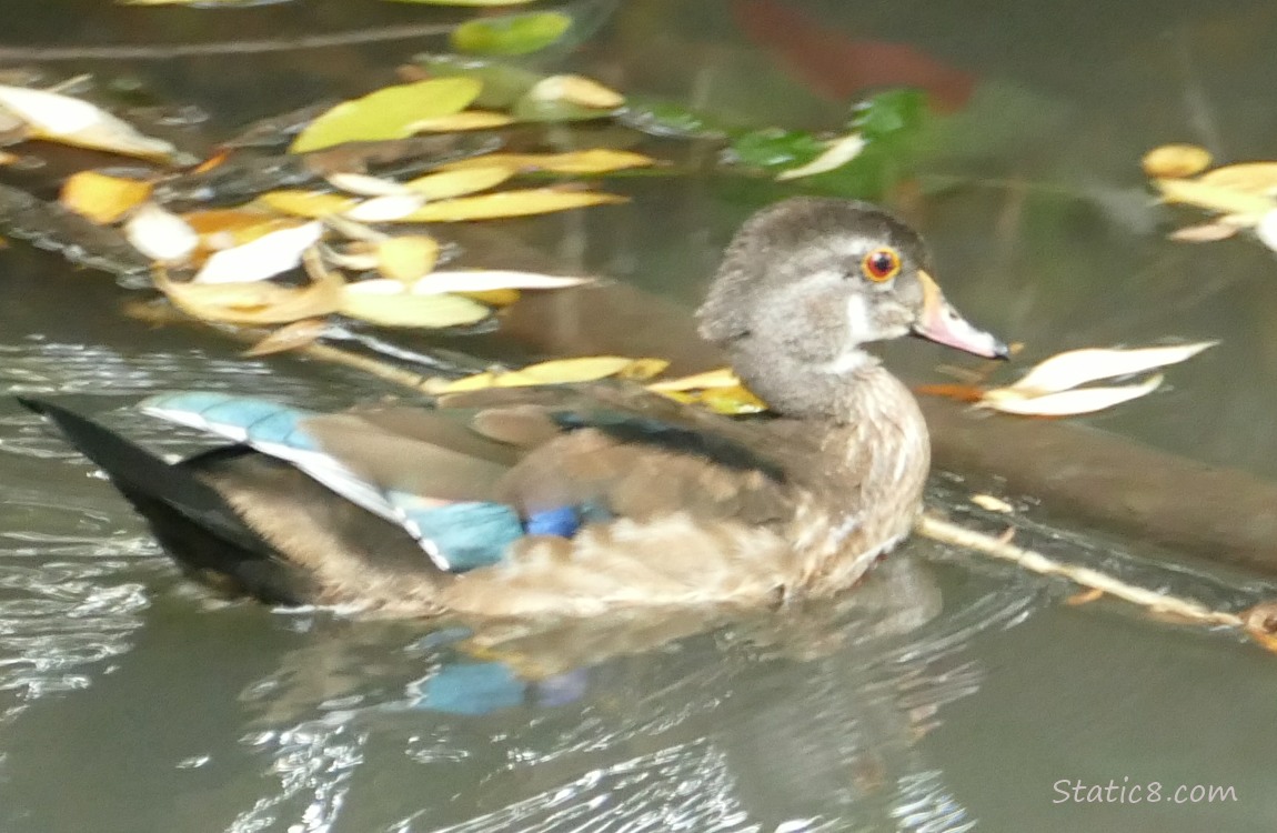 Wood Duck paddling on the water