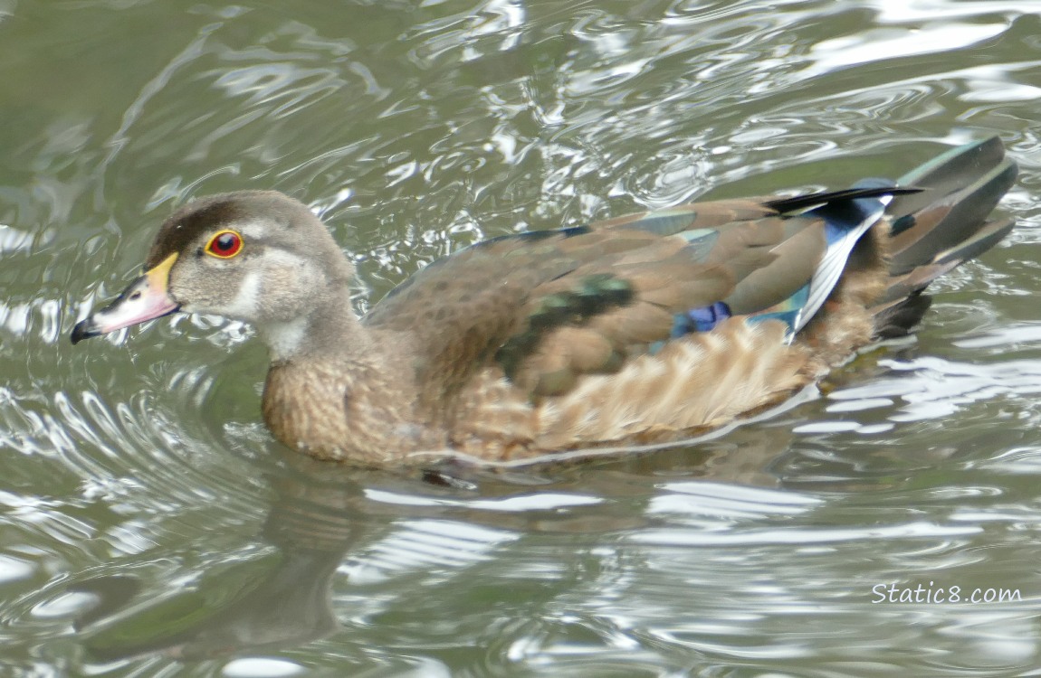 Wood Duck paddling on the water