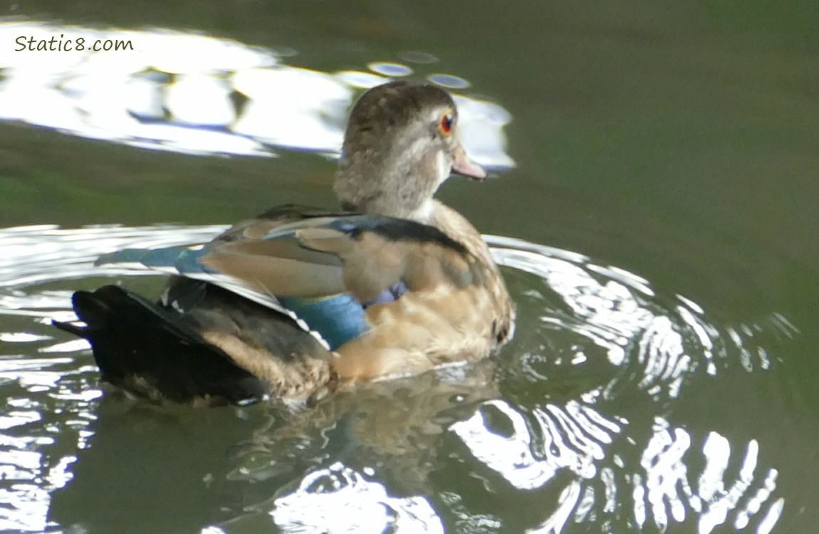 Wood Duck paddling away