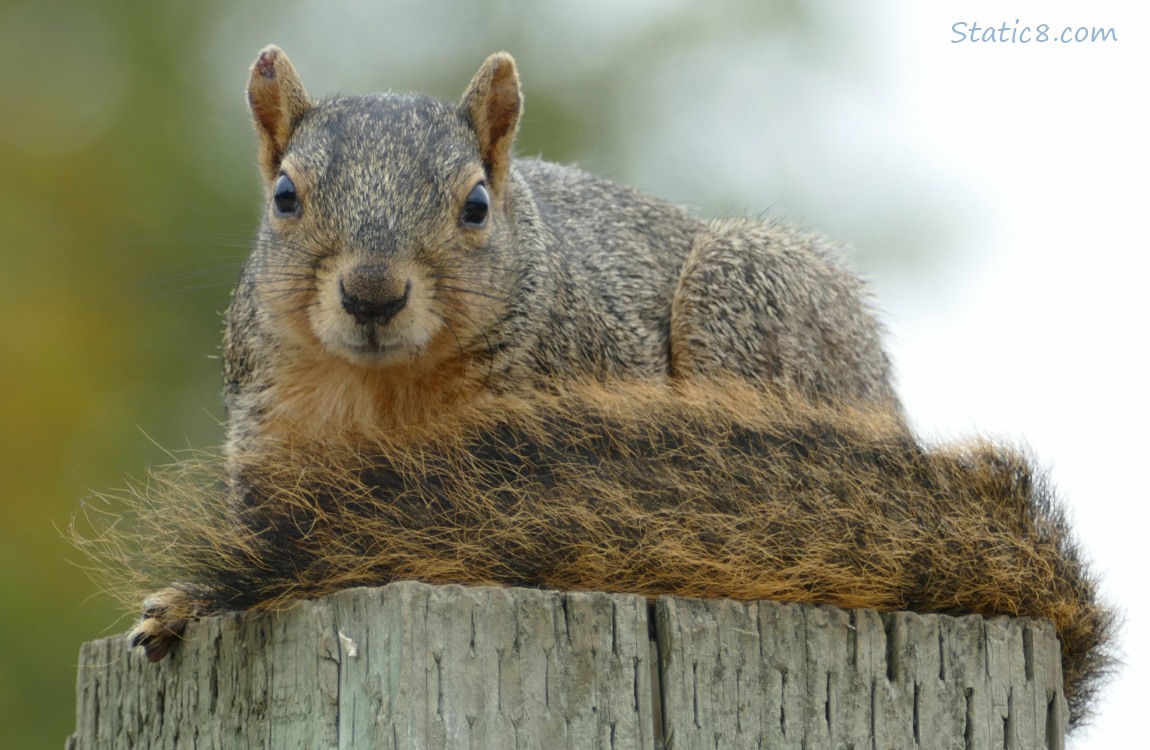 Squirrel sitting at the top of a wood post