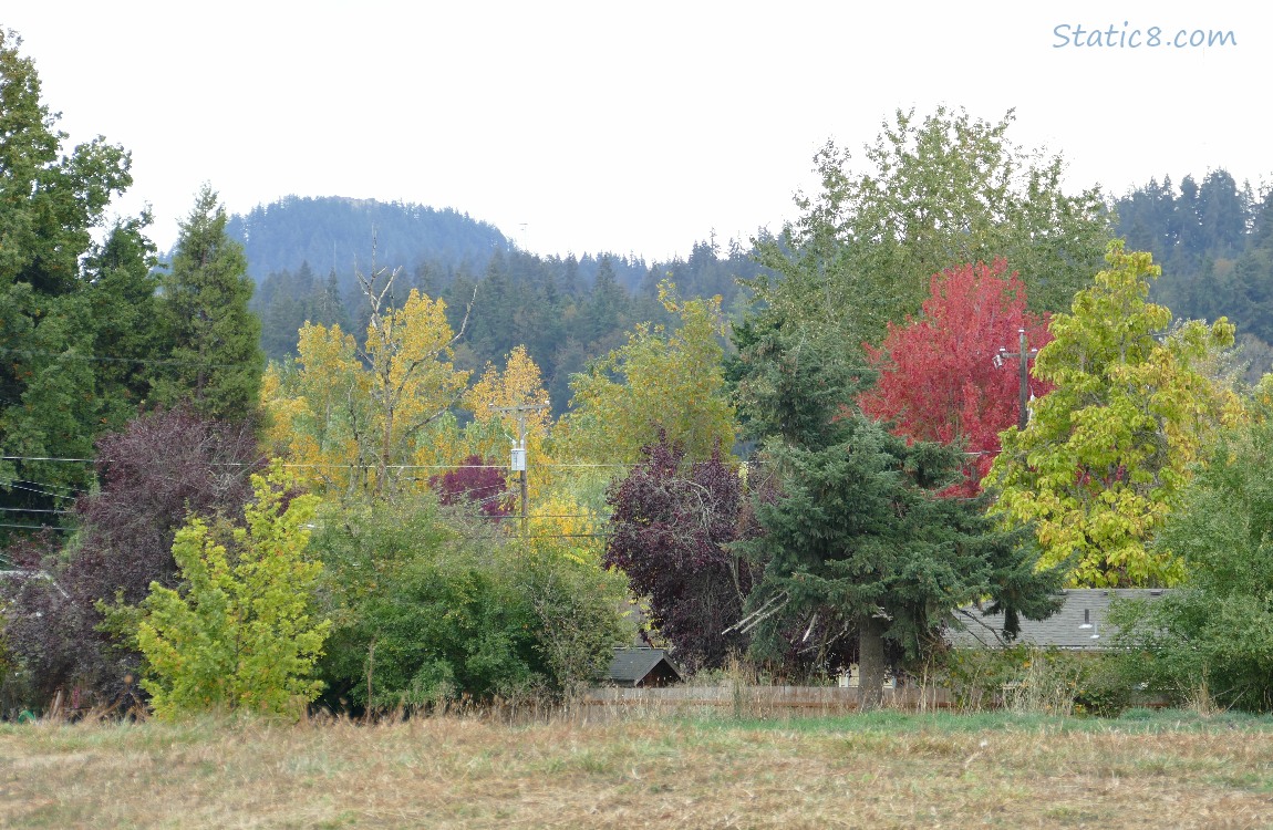 trees on the hill