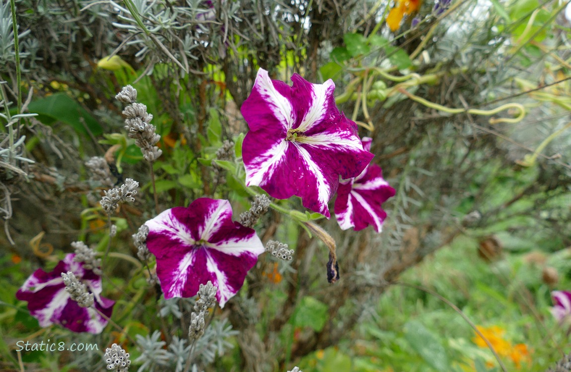 Petunia blooms