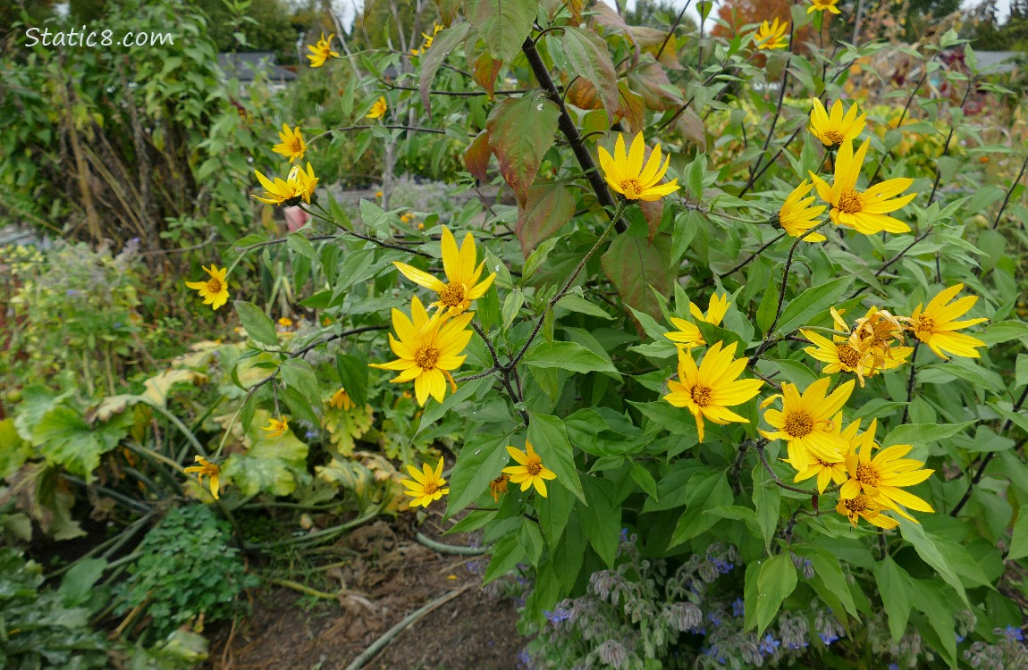 Sunchoke blooms