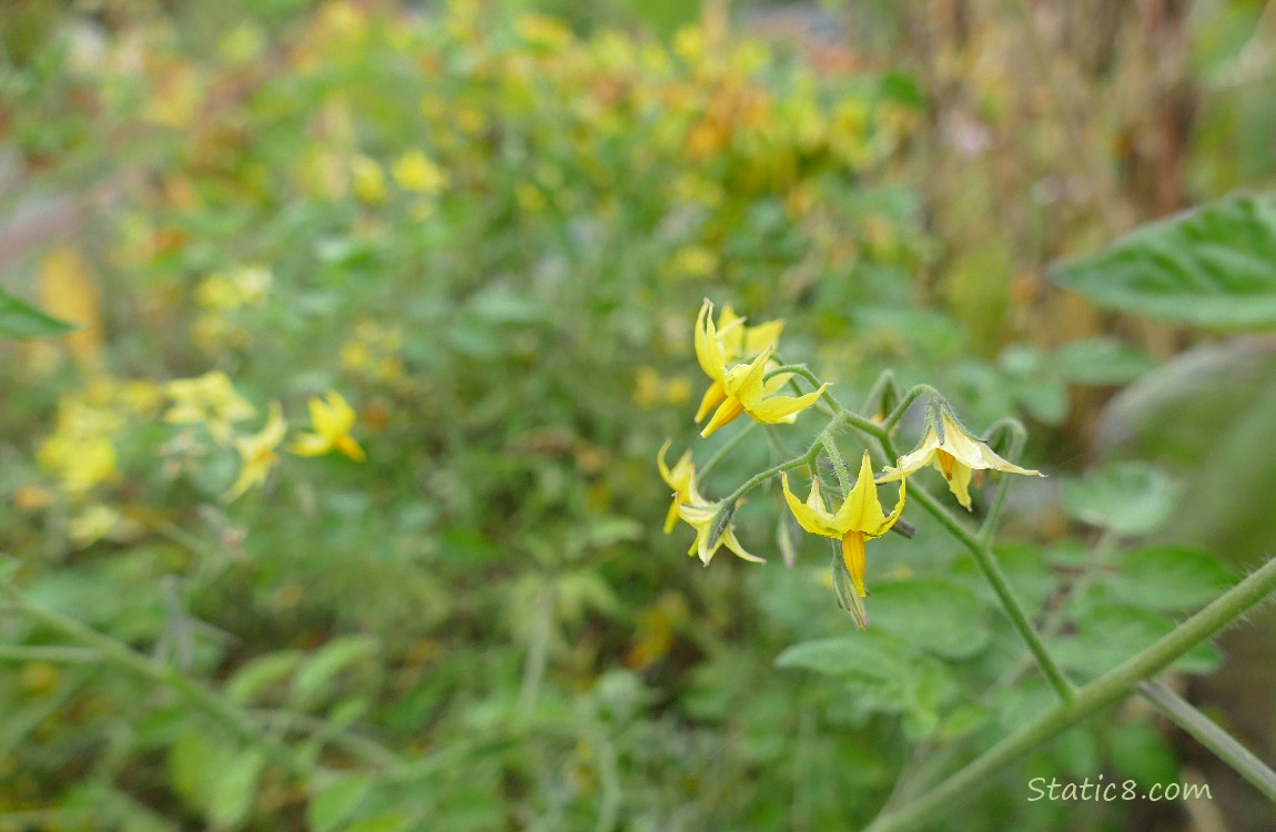 Flowers on a cherry tomato plant