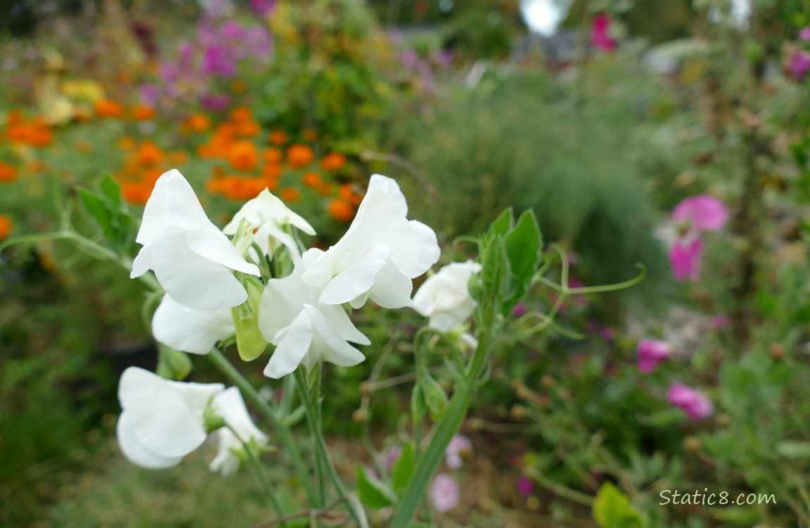 White sweetpea blooms with other flowers in the background