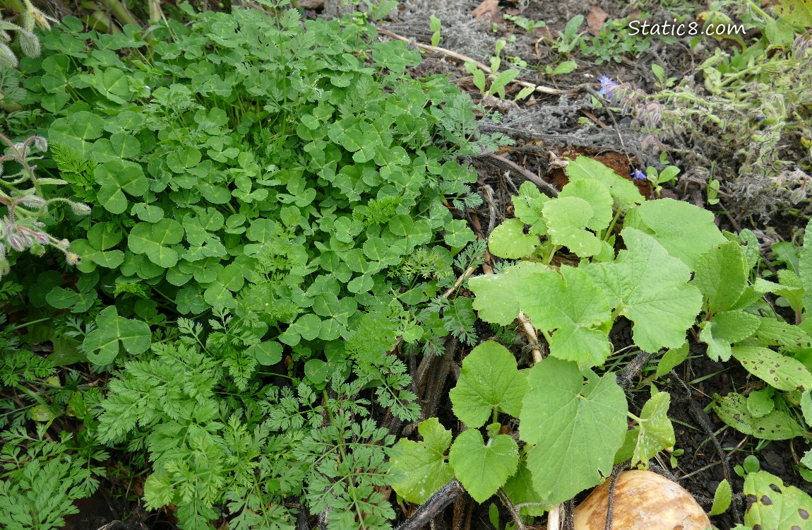 garden plot